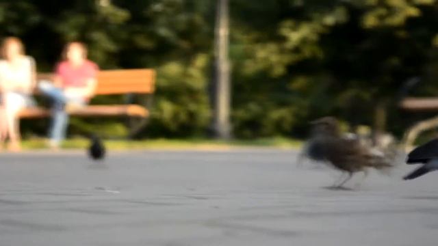 Птички и песня с глубоким смыслом. смотреть онлайн