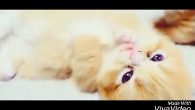 Очень милые рыжие котята видео YouTube