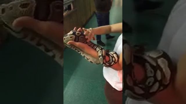 Yachthafen Королевский питон смотреть онлайн