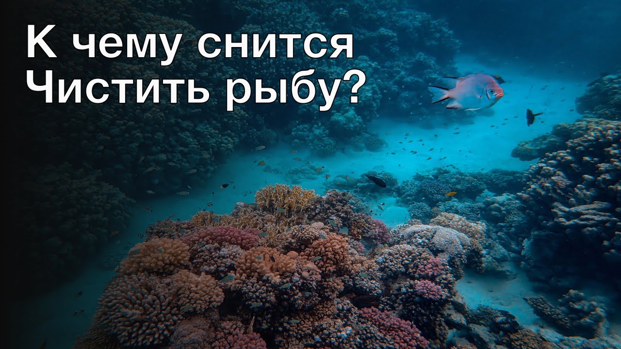 К чему снится чистить рыбу. Толкование сна и его значение по сонникам Ванги и Фрейда смотреть онлайн