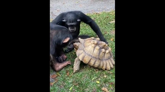 Кушай черепаха, я не жадный смотреть онлайн