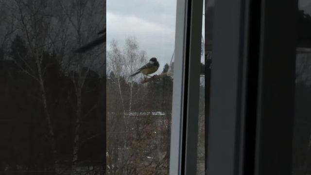 #Синички любят семечки, #воробьи едят пшено смотреть онлайн