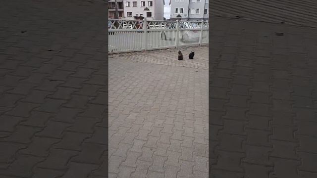 Зеленоградск смотреть онлайн