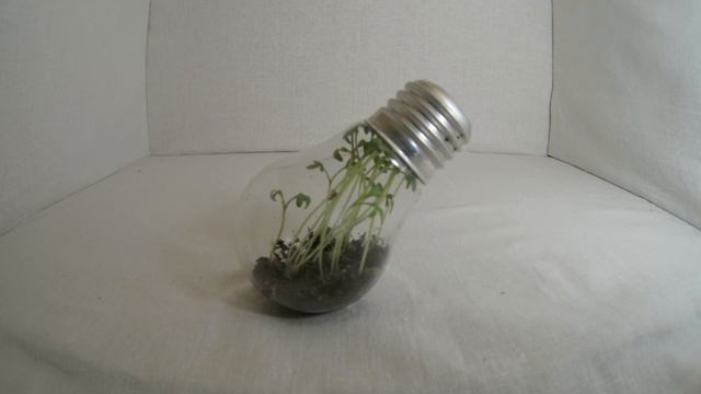 Цветочный горшок из лампочки. Таймлапс | Flower pot from a light bulb смотреть онлайн