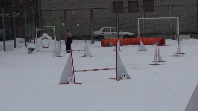 Д-Open Small - Квиндт Татьяна и шелти Фокс