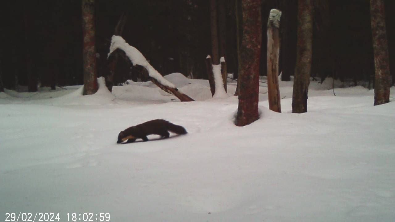Куница поймала полевку. Кадры с фотоловушки смотреть онлайн