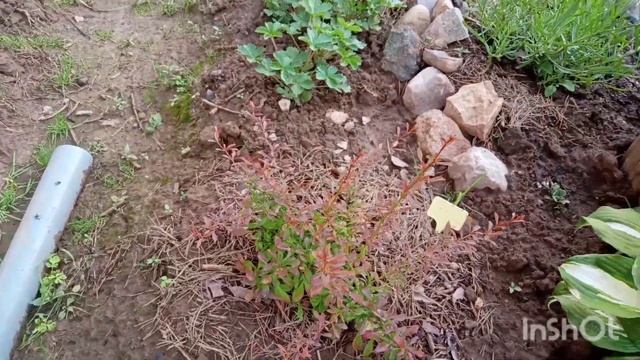 Барбарисы Тунберга - яркие кустарники ???для украшения сада???#садвцветах#барбарисы#мойсад смотреть онлайн