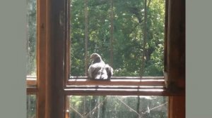 Голубь стучится в окно - эта примета к счастью или к беде?