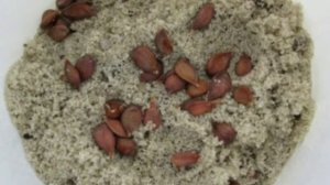 Как стратифицировать семена,и что такое стратификация?