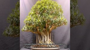 Бонсай дуб — самостоятельное выращивание и уход
