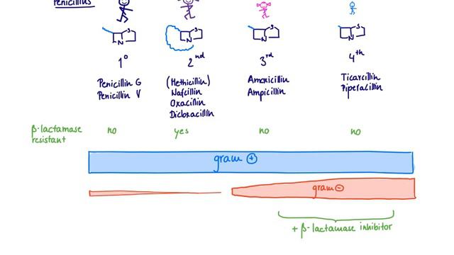 Brandl's Basics: Beta-lactam antibiotics - The Penicillins смотреть онлайн