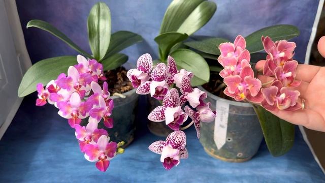 Орхидеи мультифлоры: Liu’s Berry Trinity | Formosa Cranberry Wilson | Diffusion Парфюмерная фабрика смотреть онлайн