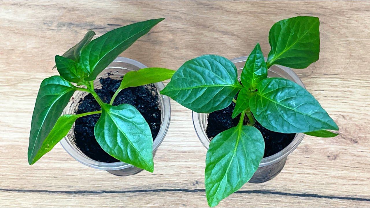 ОЧЕНЬ КРЕПКАЯ РАССАДА! ОБЯЗАТЕЛЬНАЯ ПОДКОРМКА, КОРНИ У ТОМАТОВ И ПЕРЦЕВ РАСТУТ КАК НА ДРОЖЖАХ! смотреть онлайн