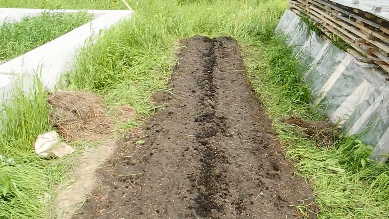 Садим огурцы, прямо в диком поле смотреть онлайн