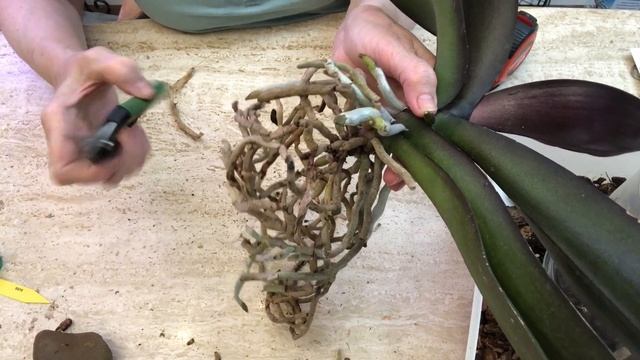 ORCHIDS. Planting an old Magic Art with huge roots in a closed system with expanded clay only. смотреть онлайн