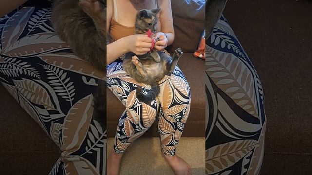 Луна любит стричь ногти/ Luna likes when someone cut her nails. смотреть онлайн