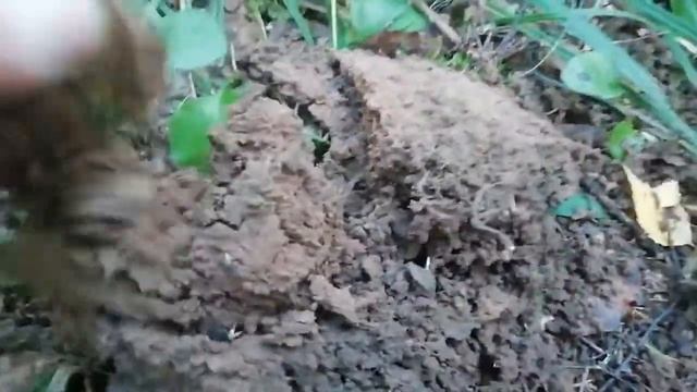 Quest q20 добиваю старый лесной перекрёсток. смотреть онлайн