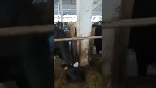 Продажа племенных нетелей молочных пород. Порода Голштин, Черно-Пестрая порода, порода Холмогорская смотреть онлайн