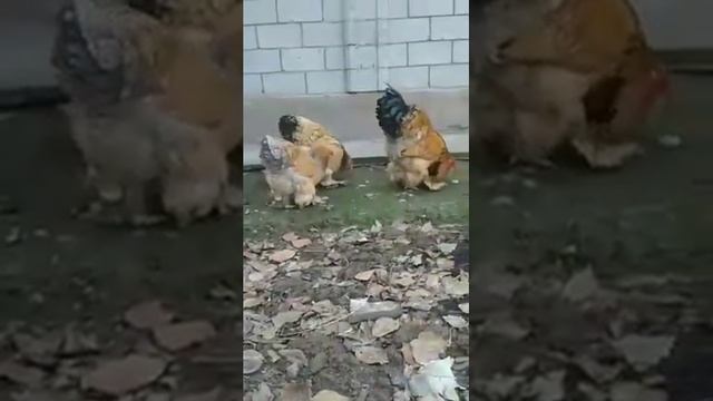 Brama Isabella blue Lemon Брама Изабелла 1+3 #куры #товук #chicken #tovuqlar #brama #brahma смотреть онлайн