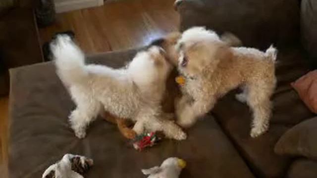 Poodle Wrestling смотреть онлайн