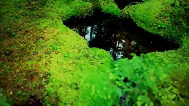 Влажные леса америки смотреть онлайн