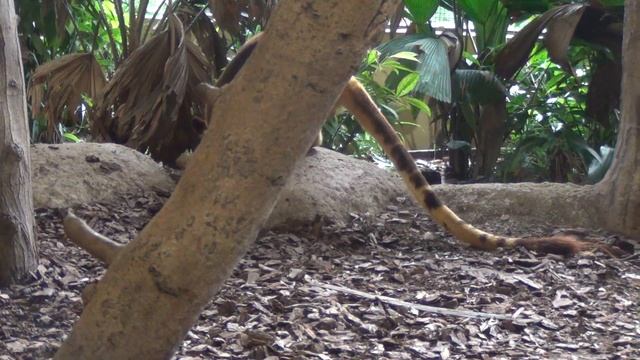 Древесный кенгуру смотреть онлайн