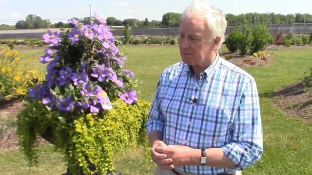 Clematis General Sikorski In A Fabulous Container Combination