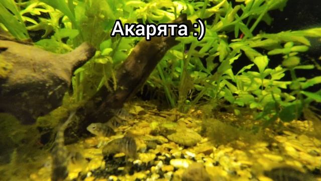Акара Бирюзовая. Мальки Акары Бирюзовой