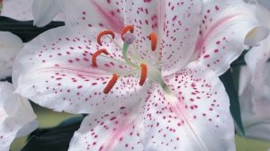 Самые красивые лилии в мире