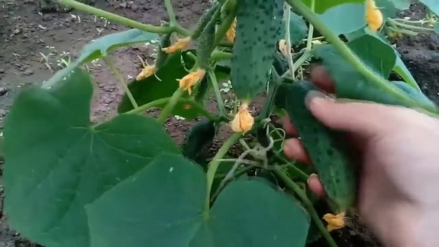 #Огурец #Герман F1 - описание #сорта смотреть онлайн