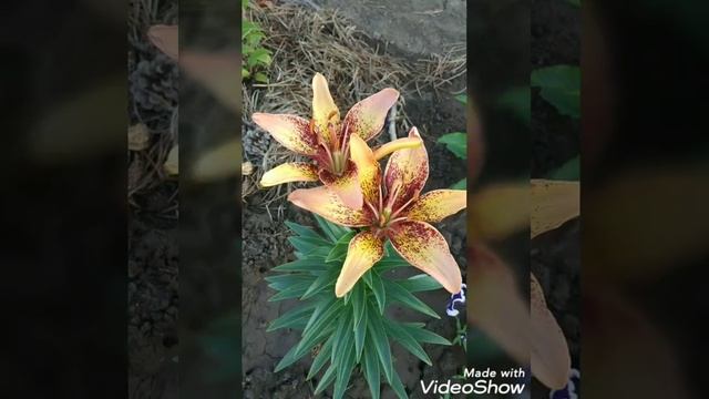 Лилии моего сада. Знакомимся , азиатская лилия ОТ гибрид Tango Graffiti. Восточный Крым.Сезон 2022г смотреть онлайн