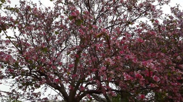 Испания.Беналмадена.Цветет магнолия .magnolia en flor.parque de paloma.benalmadena.при смотреть онлайн