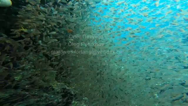 Мальдивы. Maldives. 马尔代夫。 74