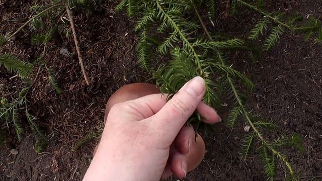 Прощай Тис золотистый .Спилили куст смотреть онлайн