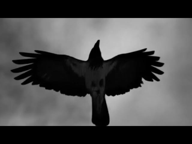 Казачий Круг - Чёрный ворон смотреть онлайн