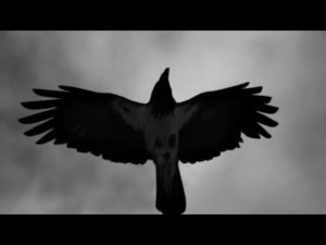 Казачий Круг  - Чёрный ворон