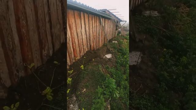 Выращивание деревья в горных условиях смотреть онлайн