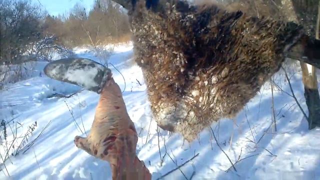Бобр. Зимний подлёдный промысел. смотреть онлайн
