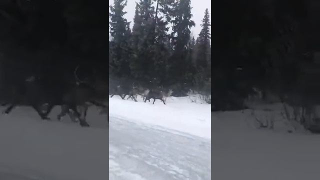 Олени в Норвегии.Дикий северный олень смотреть онлайн