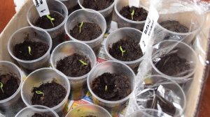 Когда сажать перец на рассаду