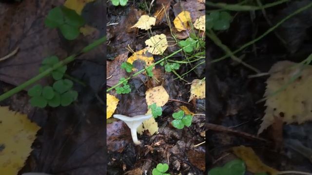 Говорушка ворончатая. Удмуртия 2022 смотреть онлайн