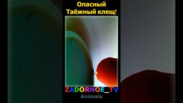 Опасный Таёжный клещ! смотреть онлайн