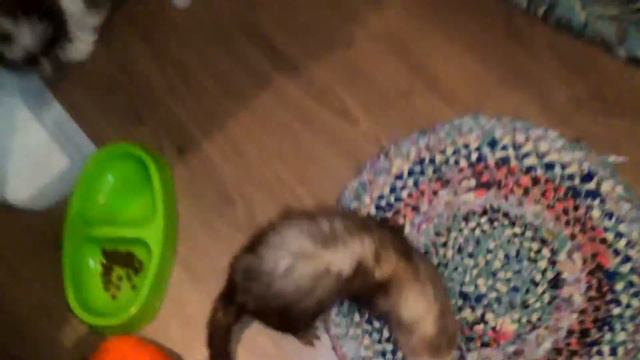 Хорек и Ши-тцу смотреть онлайн