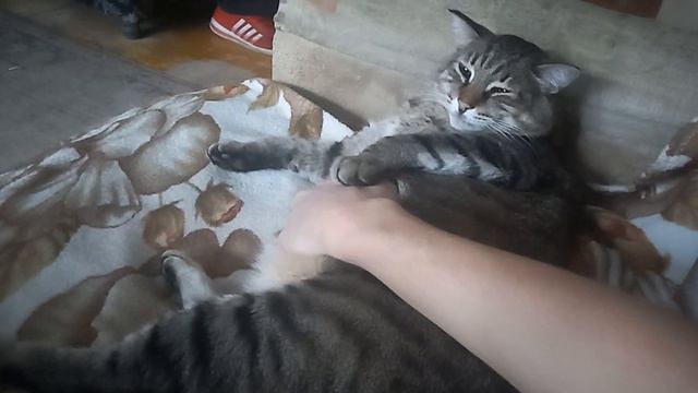 КОТ РАЗВАЛИЛСЯ КАК КАБАН И Я ЕГО ГЛАЖУ смотреть онлайн