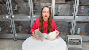 Сколько стоит шиншилла? | Цены на всех шиншилл