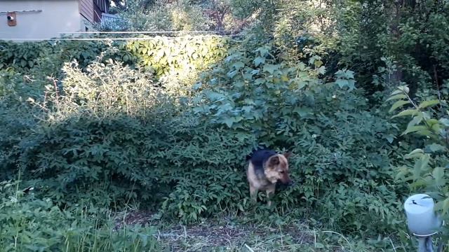 Вот кто ест жимолость! смотреть онлайн