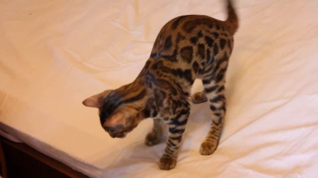 Бенгальские котята. Www.bengalocats.com