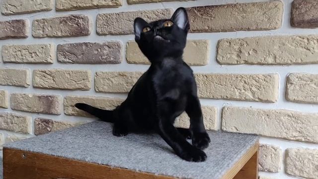 Ваня / Бомбейский котенок смотреть онлайн
