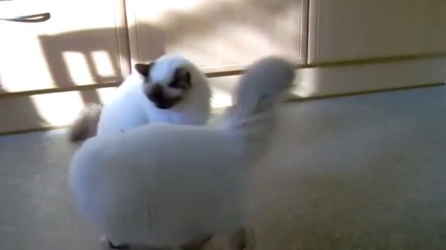 Бирманская #кошка - порода Священная #бирма смотреть онлайн