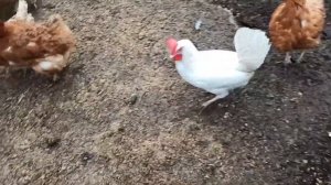 Корм для кур с добавлением чёрной львинки